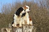 CAVALIER KING CHARLES 370